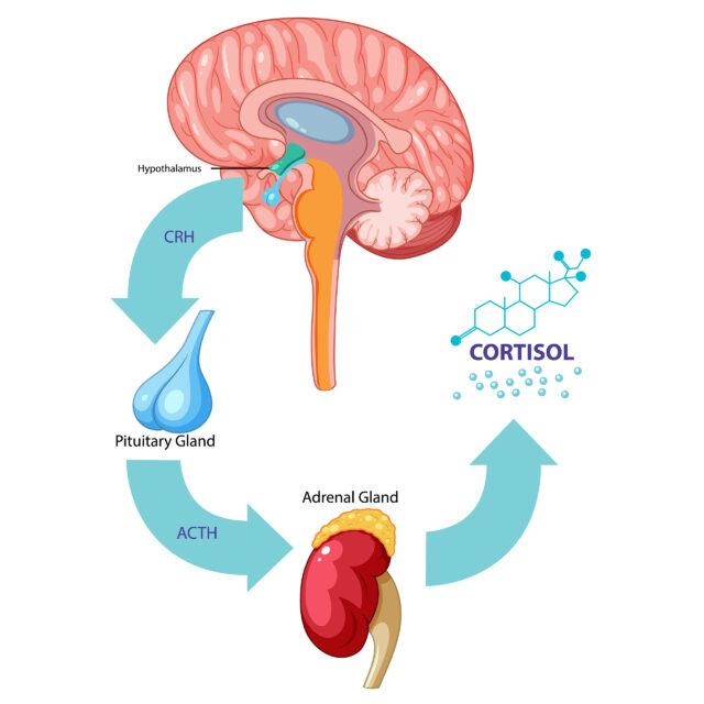 The Brain, Cortisol & Learning To Deal With Conflict - Dr. Gustavo ...